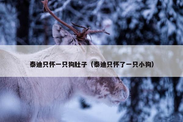 泰迪只怀一只狗肚子（泰迪只怀了一只小狗）