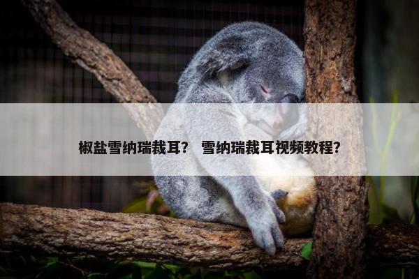椒盐雪纳瑞裁耳？ 雪纳瑞裁耳视频教程？