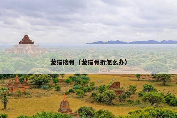 龙猫接骨（龙猫骨折怎么办）