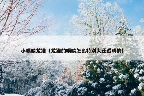 小眼睛龙猫（龙猫的眼睛怎么特别大还透明的）