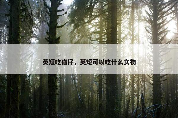 英短吃猫仔，英短可以吃什么食物