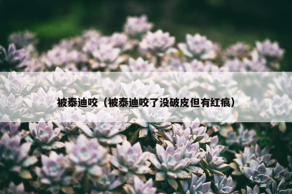 被泰迪咬（被泰迪咬了没破皮但有红痕）