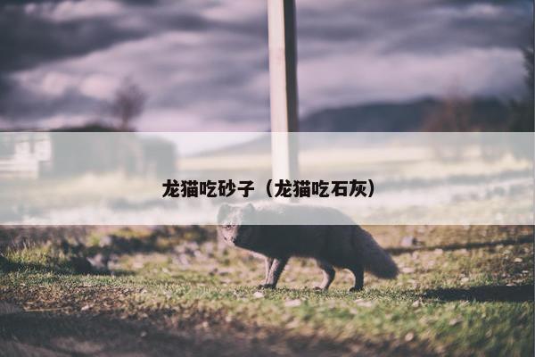 龙猫吃砂子（龙猫吃石灰）