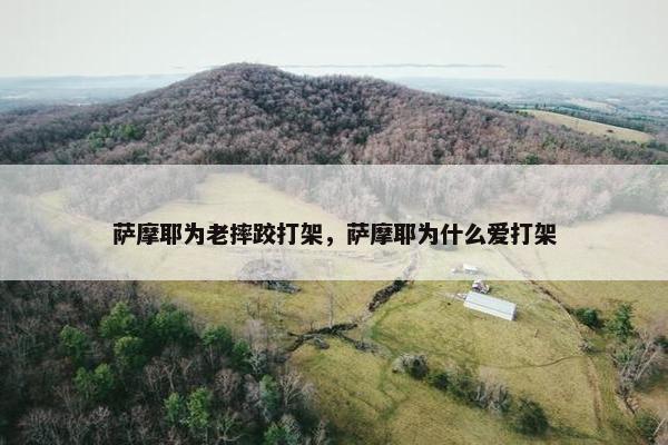 萨摩耶为老摔跤打架，萨摩耶为什么爱打架