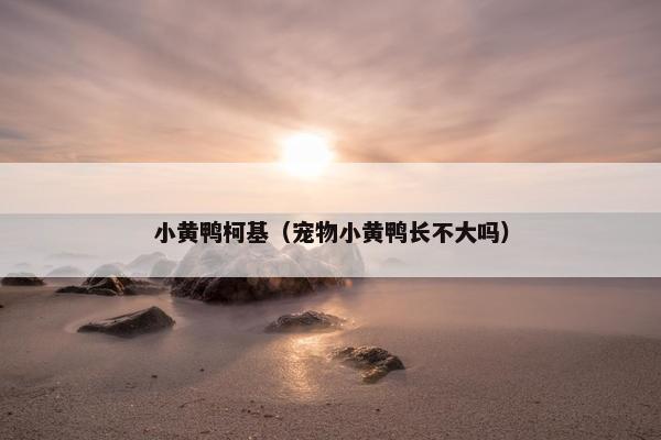 小黄鸭柯基（宠物小黄鸭长不大吗）