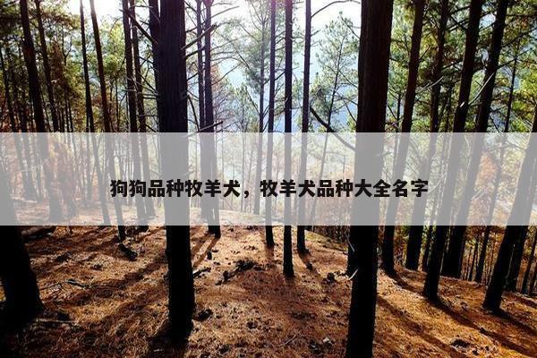 狗狗品种牧羊犬，牧羊犬品种大全名字