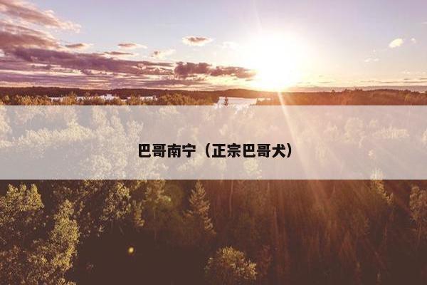 巴哥南宁（正宗巴哥犬）