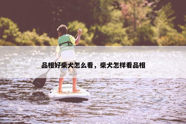 品相好柴犬怎么看，柴犬怎样看品相
