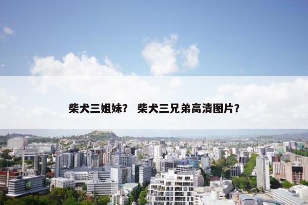 柴犬三姐妹？ 柴犬三兄弟高清图片？