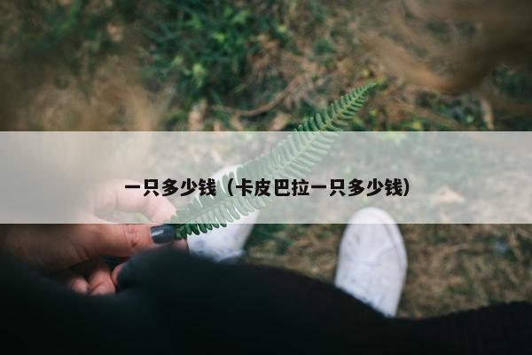 一只多少钱（卡皮巴拉一只多少钱）