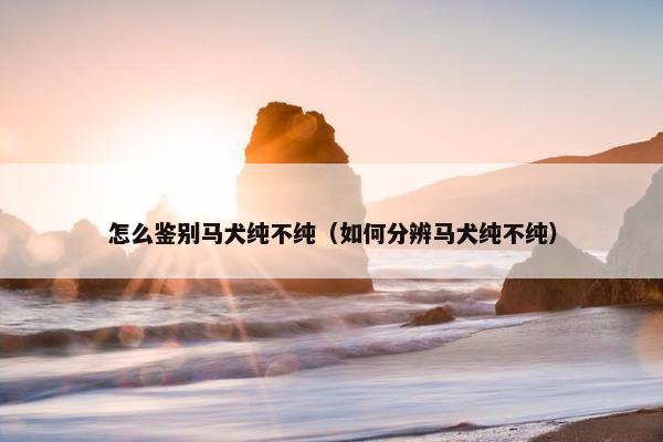 怎么鉴别马犬纯不纯（如何分辨马犬纯不纯）