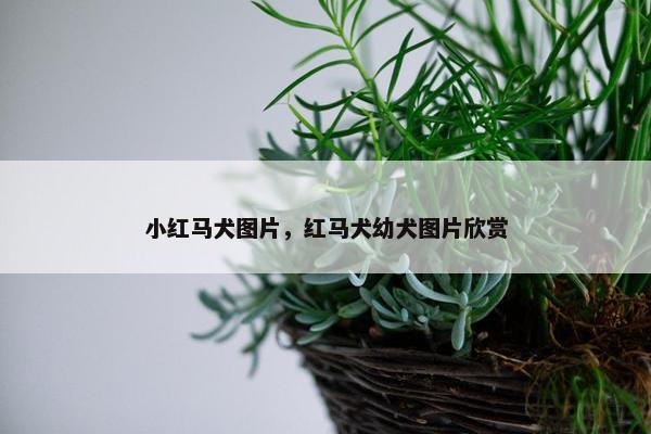 小红马犬图片，红马犬幼犬图片欣赏