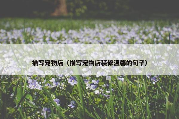 描写宠物店（描写宠物店装修温馨的句子）