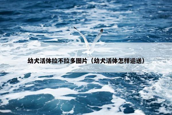 幼犬活体拉不拉多图片（幼犬活体怎样运送）