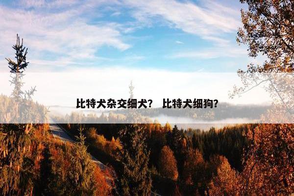 比特犬杂交细犬？ 比特犬细狗？