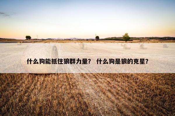什么狗能抵住狼群力量？ 什么狗是狼的克星？
