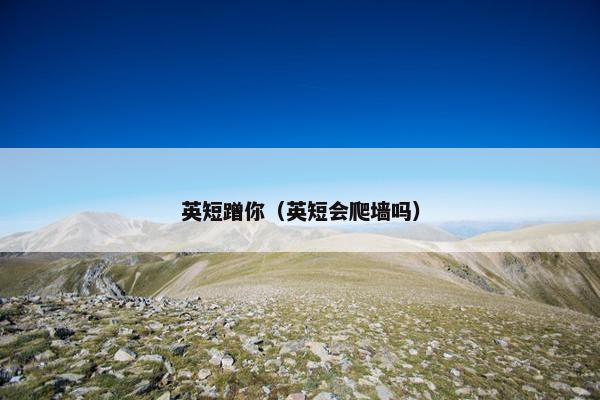 英短蹭你（英短会爬墙吗）