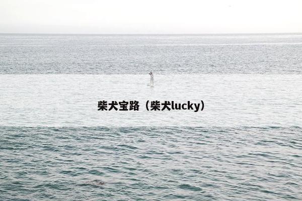柴犬宝路（柴犬lucky）