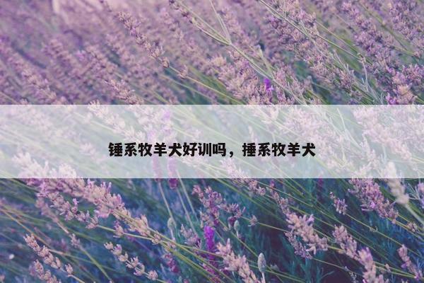 锤系牧羊犬好训吗，捶系牧羊犬