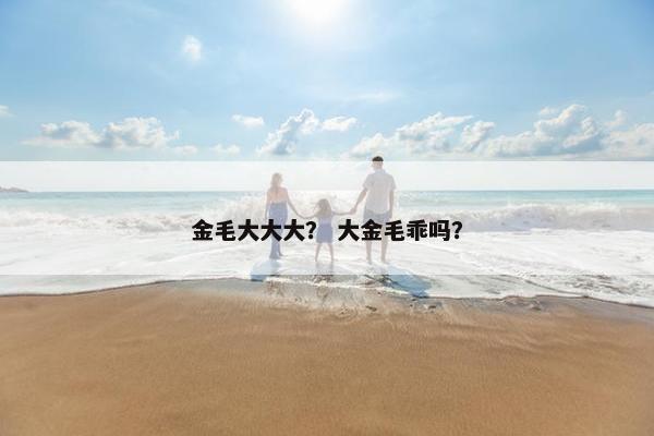 金毛大大大？ 大金毛乖吗？