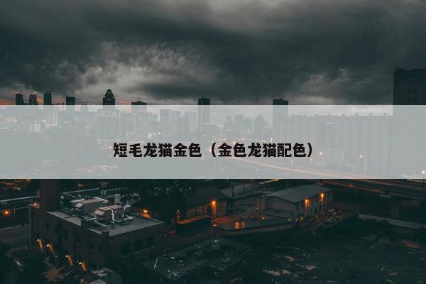 短毛龙猫金色（金色龙猫配色）