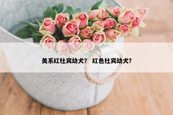 美系红杜宾幼犬？ 红色杜宾幼犬？