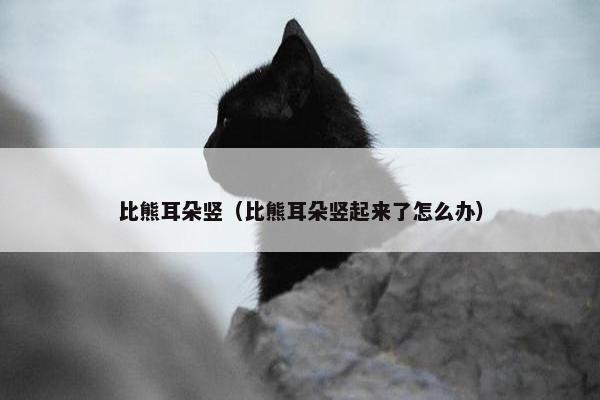 比熊耳朵竖（比熊耳朵竖起来了怎么办）