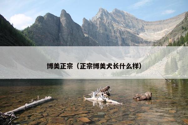 博美正宗（正宗博美犬长什么样）