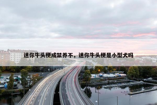 迷你牛头梗成禁养不，迷你牛头梗是小型犬吗