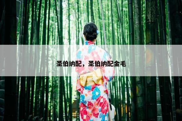 圣伯纳配，圣伯纳配金毛