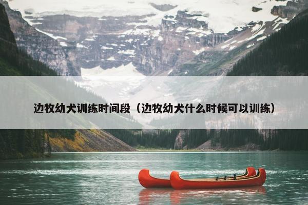 边牧幼犬训练时间段（边牧幼犬什么时候可以训练）