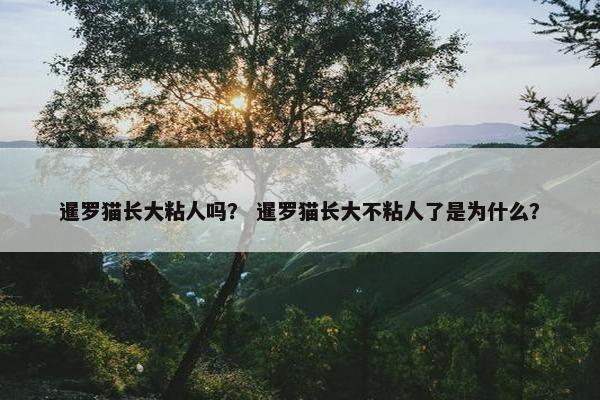 暹罗猫长大粘人吗？ 暹罗猫长大不粘人了是为什么？
