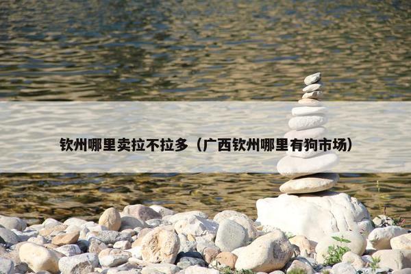 钦州哪里卖拉不拉多（广西钦州哪里有狗市场）