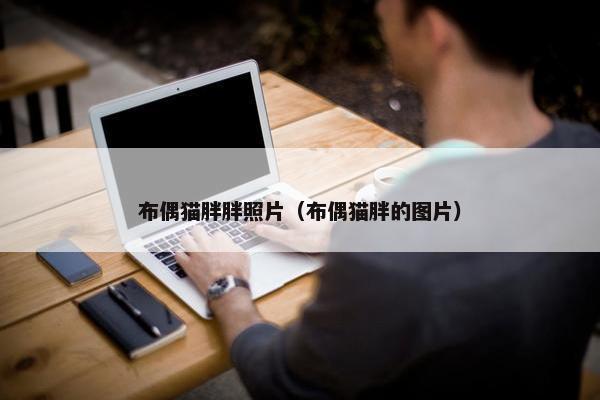 布偶猫胖胖照片（布偶猫胖的图片）