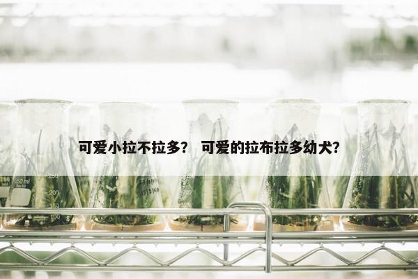 可爱小拉不拉多？ 可爱的拉布拉多幼犬？