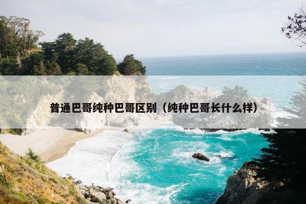 普通巴哥纯种巴哥区别（纯种巴哥长什么样）