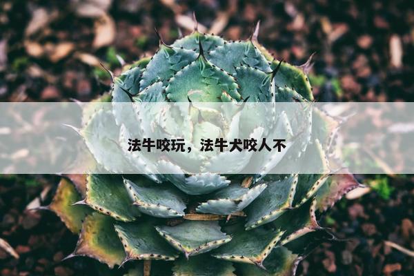 法牛咬玩，法牛犬咬人不