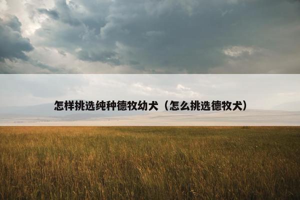 怎样挑选纯种德牧幼犬（怎么挑选德牧犬）