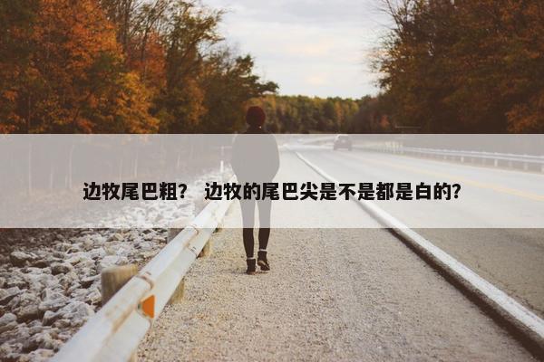 边牧尾巴粗？ 边牧的尾巴尖是不是都是白的？