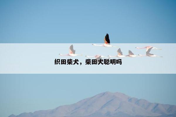 织田柴犬，柴田犬聪明吗