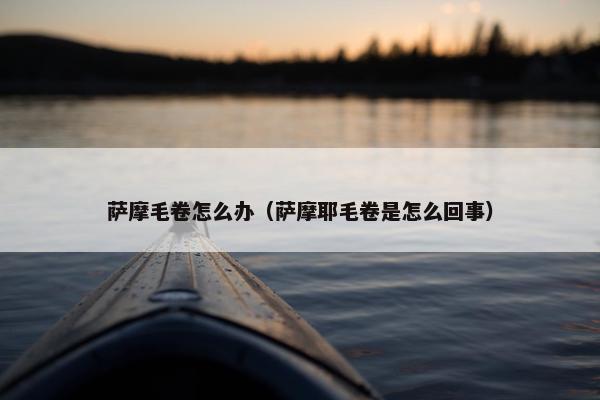 萨摩毛卷怎么办（萨摩耶毛卷是怎么回事）
