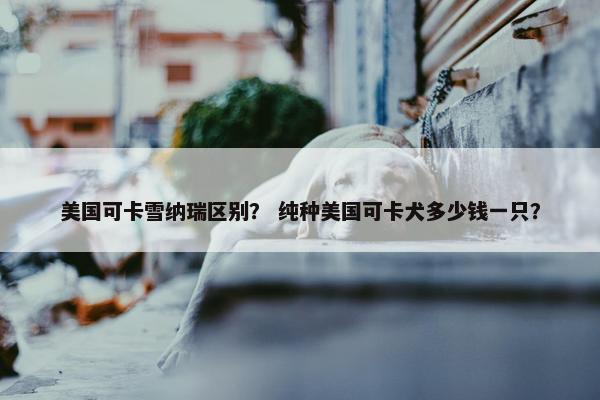 美国可卡雪纳瑞区别？ 纯种美国可卡犬多少钱一只？
