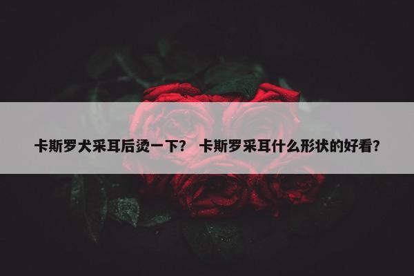 卡斯罗犬采耳后烫一下？ 卡斯罗采耳什么形状的好看？
