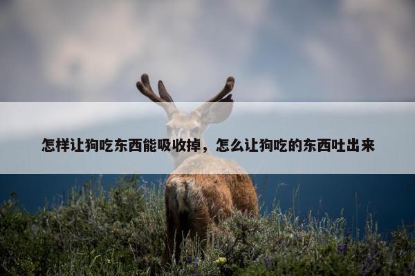 怎样让狗吃东西能吸收掉，怎么让狗吃的东西吐出来