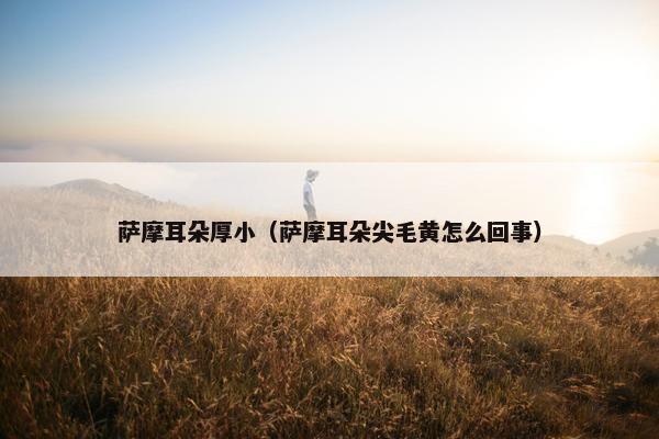 萨摩耳朵厚小（萨摩耳朵尖毛黄怎么回事）