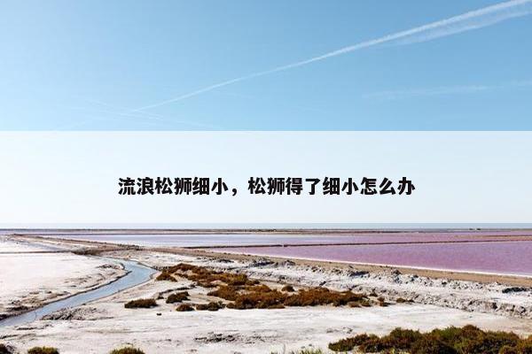 流浪松狮细小，松狮得了细小怎么办
