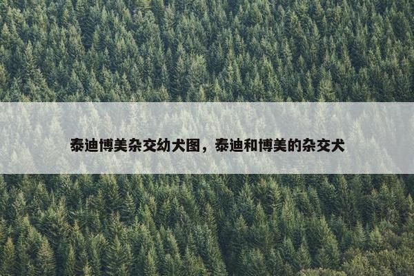 泰迪博美杂交幼犬图，泰迪和博美的杂交犬