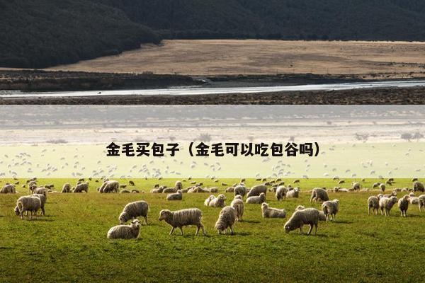 金毛买包子（金毛可以吃包谷吗）