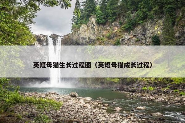 英短母猫生长过程图（英短母猫成长过程）