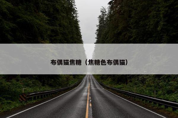 布偶猫焦糖（焦糖色布偶猫）